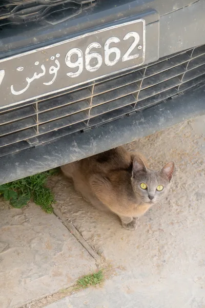 A cat resting on the floor right below a car looks up at the camera with bright olive eyes