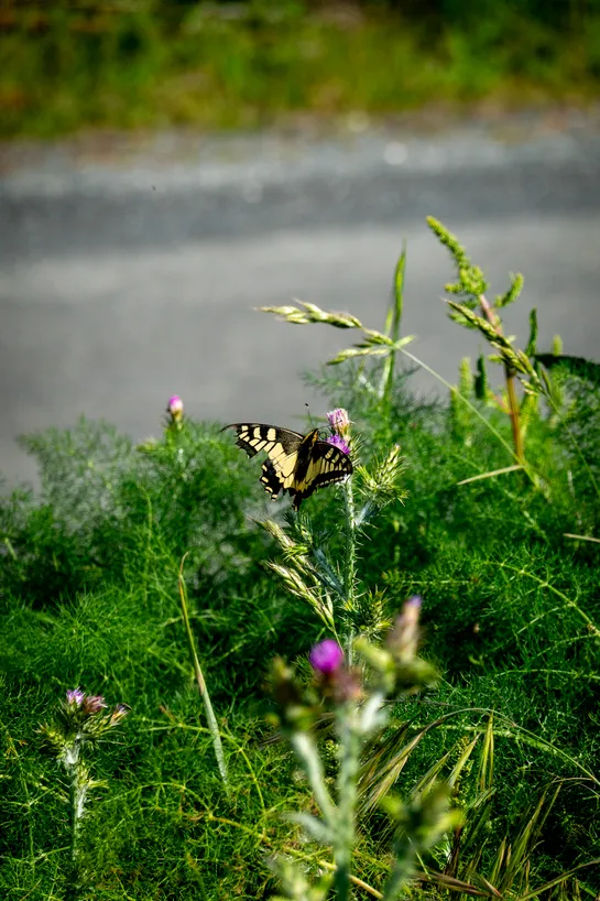 A yellow and black butterfly stands on a pink flower, foliage below, a gravel road in the background