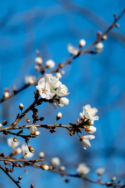 Burgeoning white flowers, yellow pistils, in front of a clear blue sky