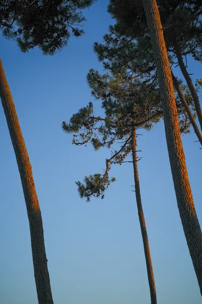 Trees lit by the sunset