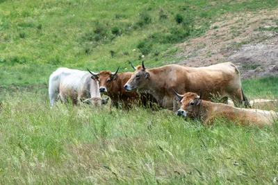 A group of bulls in a field