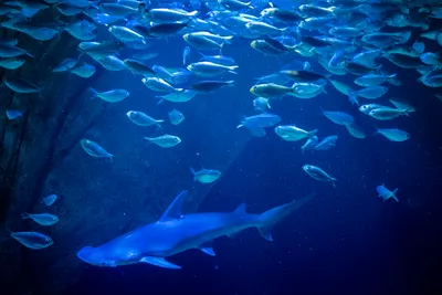Underwater, a school of small fish above, a shark roaming below in the darker parts