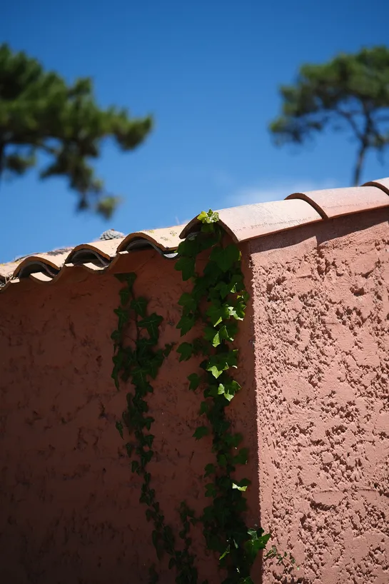 Foliage grown on a house wall, a blue sky and green trees in the background