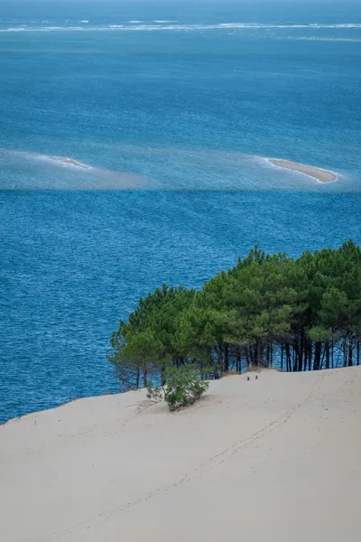 Seaside, looking down from a sandy hill at both the sea and a lower part of the hill with trees and footprints traversing the sand