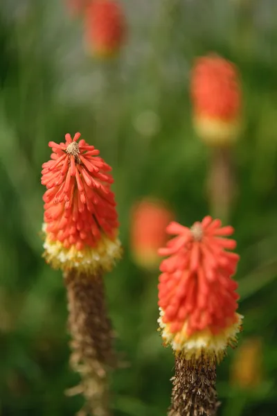 Red-orange flowers with a green backdrop