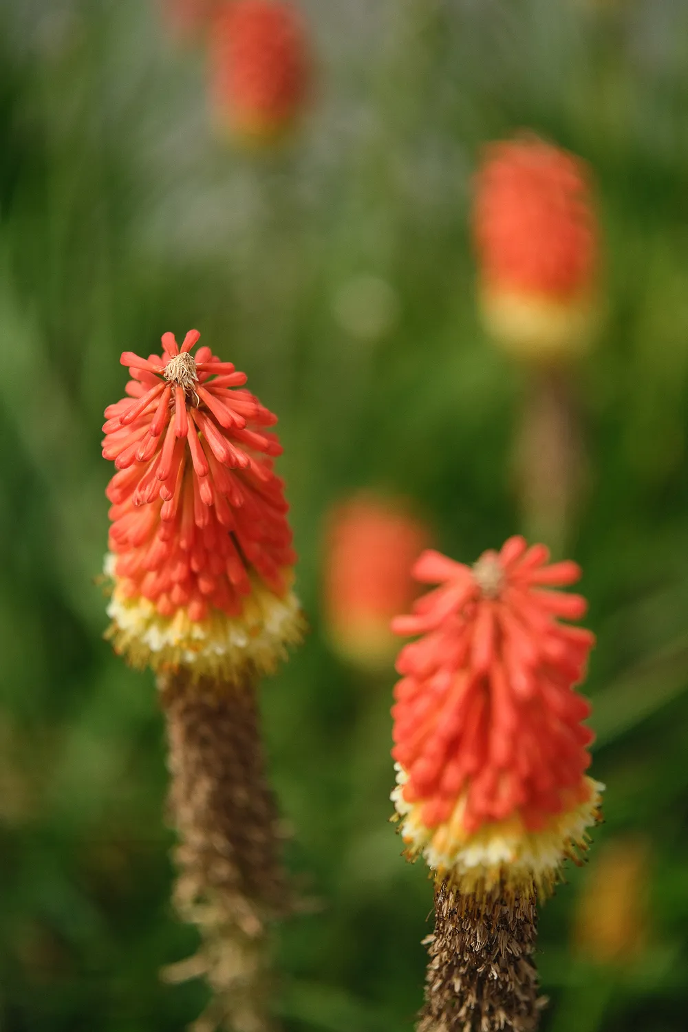 Red-orange flowers with a green backdrop