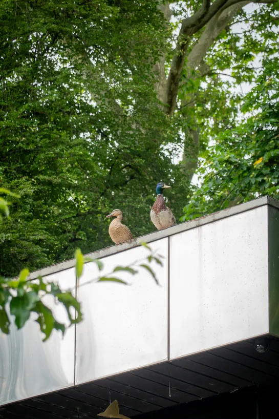 Two ducks, a male and a female, sitting on the ledge of a metal building rooftop, with foliage and trees above