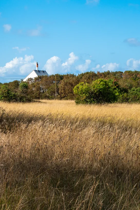 A wild wheat field, some trees, and an industrial building behind them, sporting a large chimney, clouds in the background