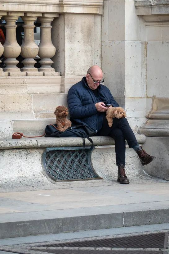 A man sitting, scrolling on his phone, with two tiny dogs with him, one of his laps, the other by his side, both attentive of their surroundings