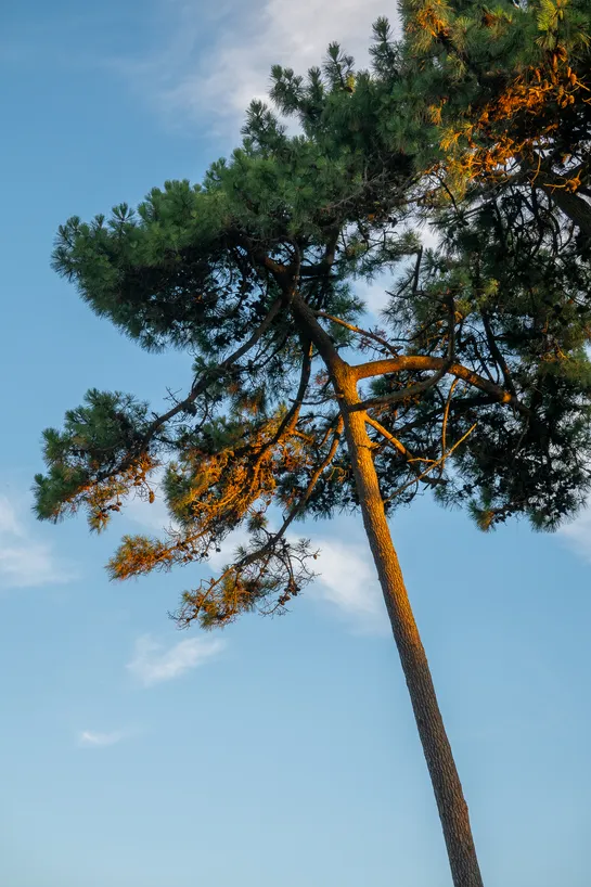 The sunset lighting a tree