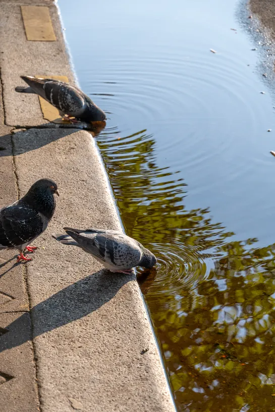 Pidgeons driking from a small pool of water