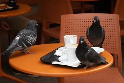 Three pigeons standing on a coffee table with two cups still there