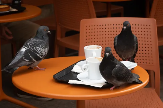 Three pigeons standing on a coffee table with two cups still there