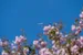 A plane flies above, cherry blossom seen in the foreground