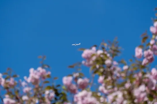A plane flies above, cherry blossom seen in the foreground