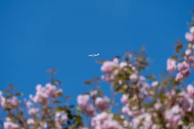 A plane flies above, cherry blossom seen in the foreground