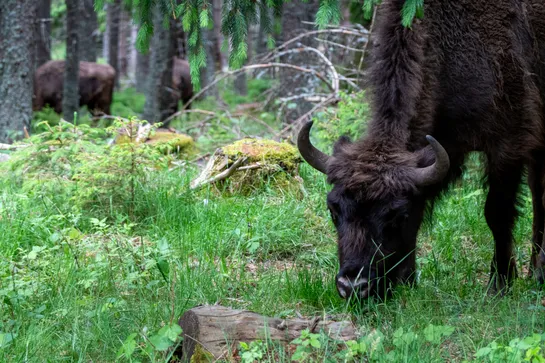 A european bison grazing in the forest, two more seen in the distance between trees