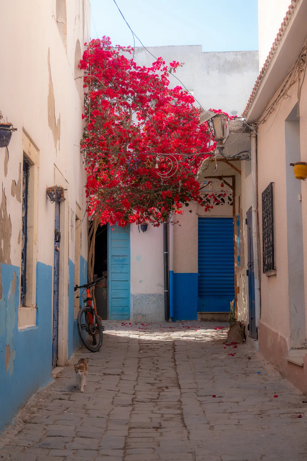 A paved pedestrian street, in the shade of the surrounding buildings, a tree leaving its red petals on the floor, no one is there except a cat