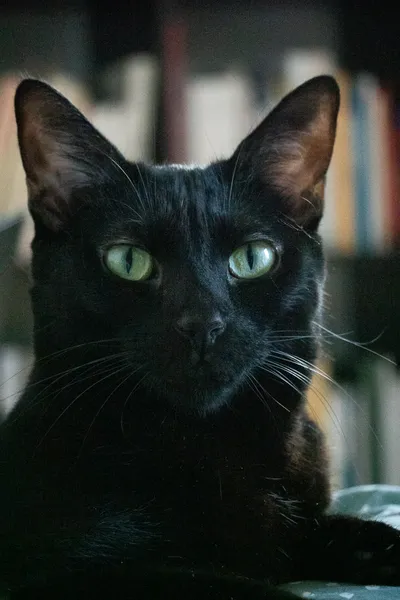 A black cat with green eyes, the reflection of a nearby window in its eye, library shelves behind