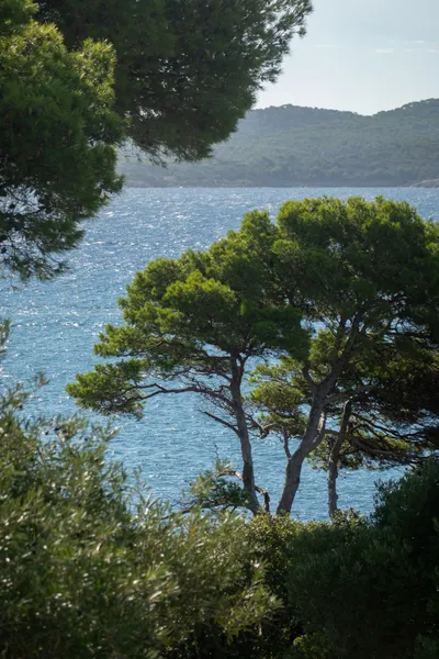 Behind some trees, the sea, shimmering, and another coast in the background.