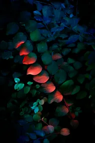 Foliage in the darkness, a dark blue light drapes the green leaves. There is a streak of what appears to be bright red light.