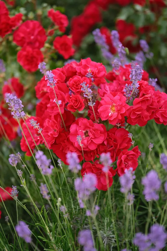 Red flowers and tiny purple flowers