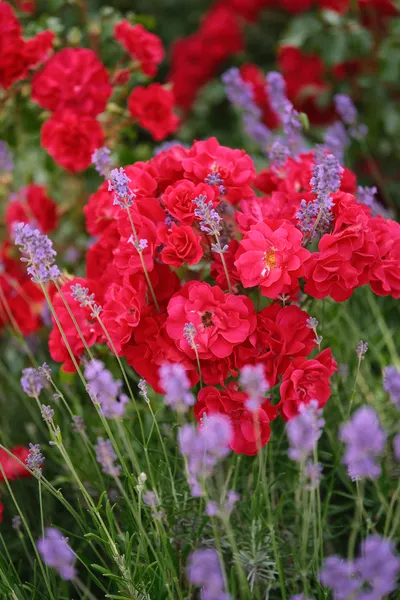 Red flowers and tiny purple flowers