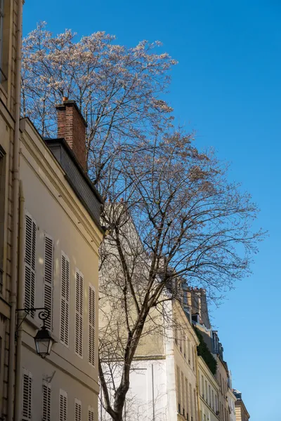 A big tree with faint yellow leaves, sat between two white buildings