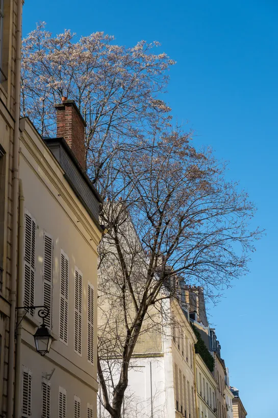 A big tree with faint yellow leaves, sat between two white buildings