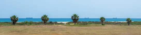 Five palm trees, equally spaced, face the beach. Between them, in the horizon, three ships.