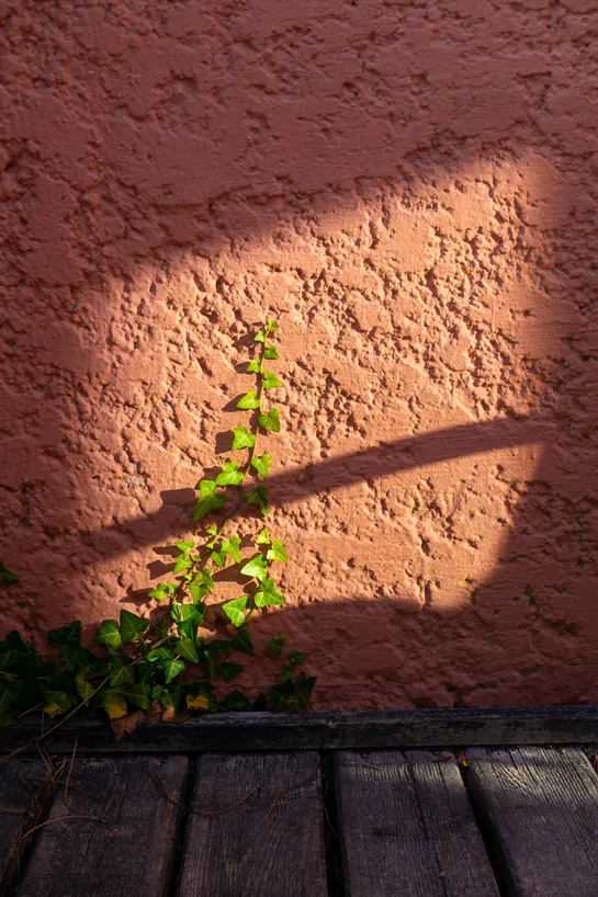 A plant growing up a wall, lit by a reflection