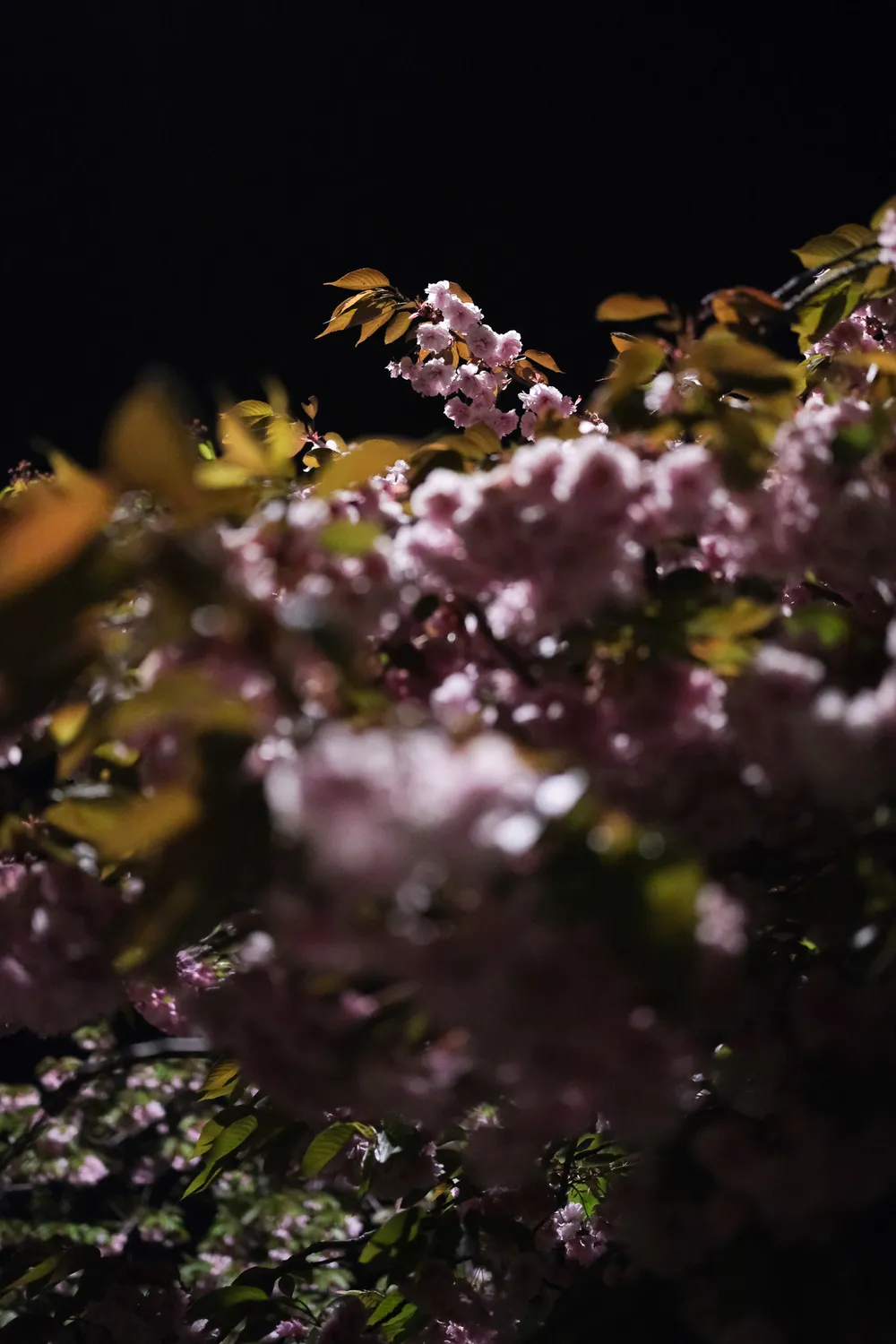 Brightly lit cherry blossoms underneath a black sky