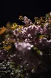 Brightly lit cherry blossoms underneath a black sky