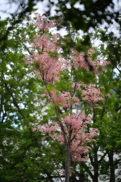 Pink leaves among green trees