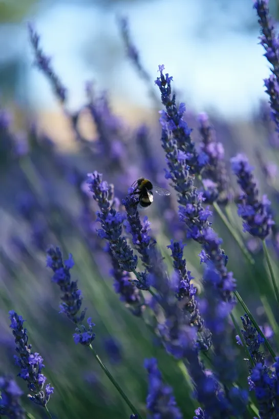 A bee in a lavender bush