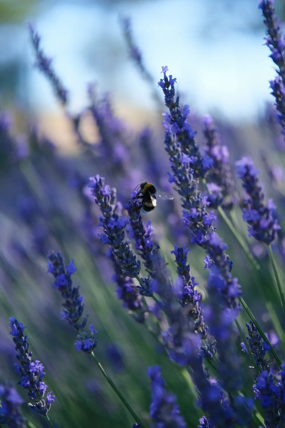 A bee in a lavender bush