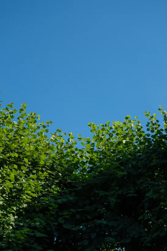 A blue sky and green leaves