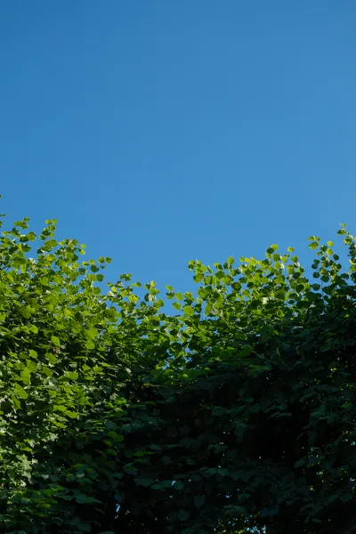 A blue sky and green leaves